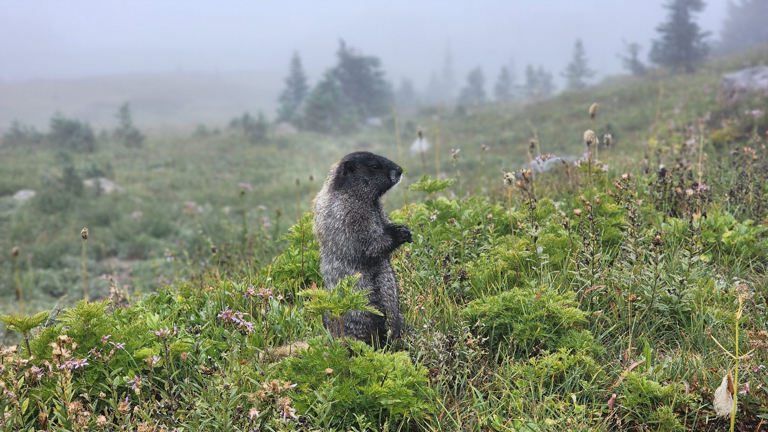 Marmot