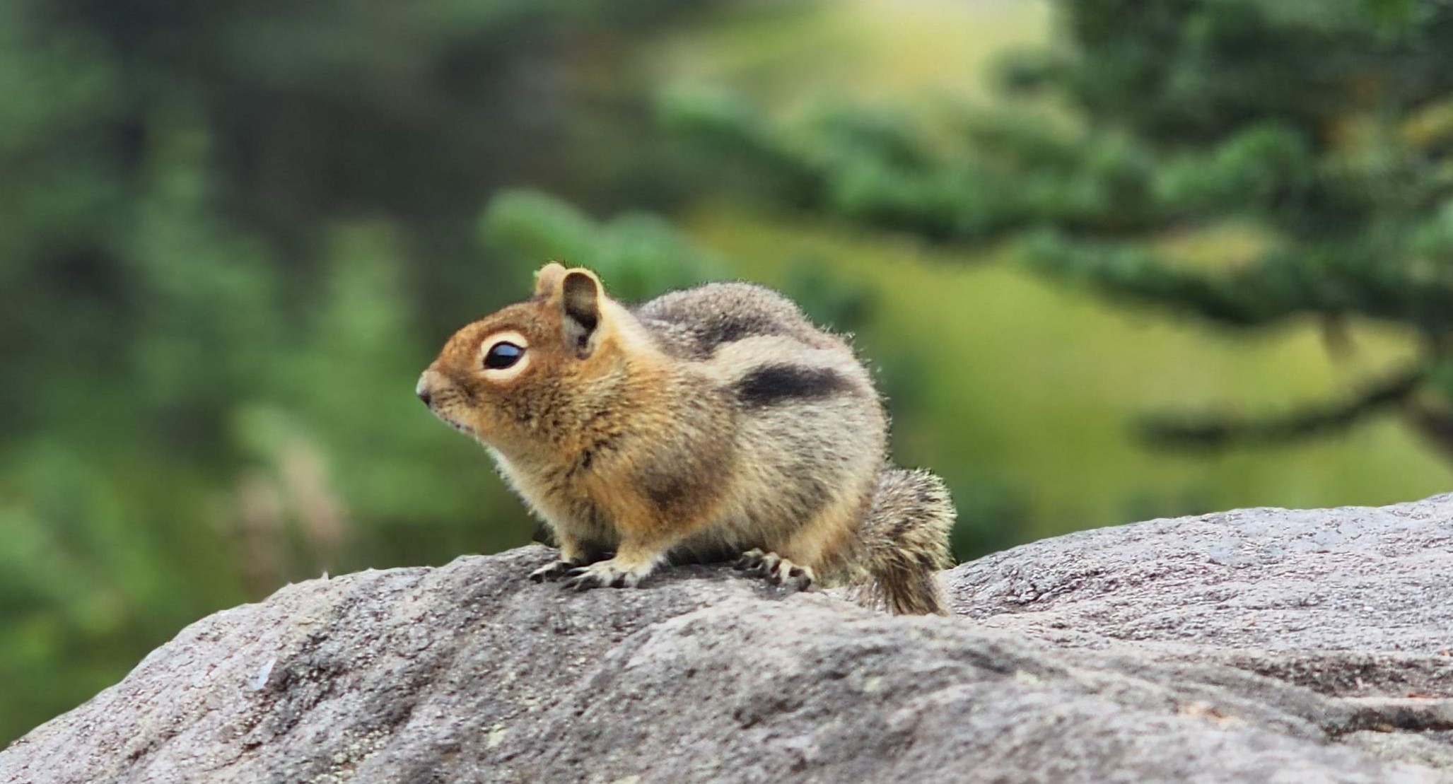 Chipmunk