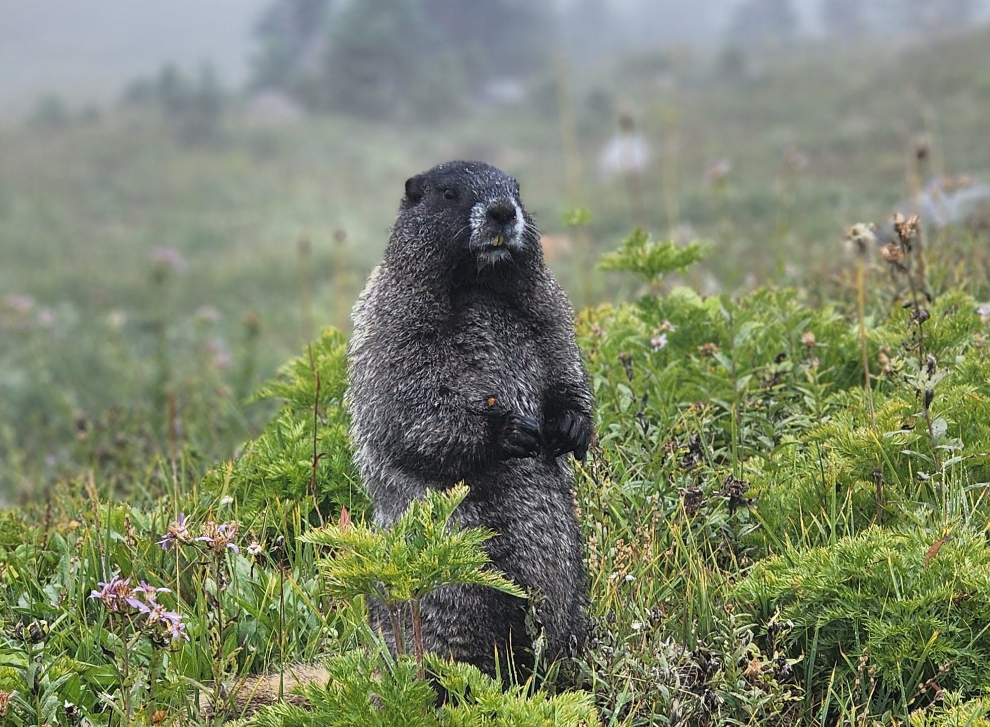 Marmot